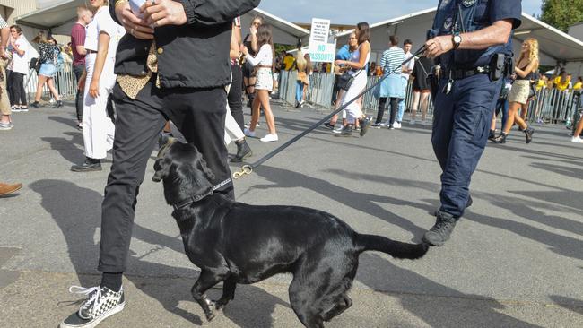 A police sniffer dog in action AT THE Groovin the Moo festival earlier this year. Picture: Brenton Edwards