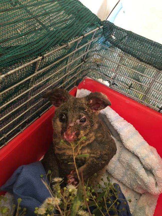 Badly burnt Possy the Possum, who was saved from the Gospers Mountain. Picture: Orchard Hills RFS