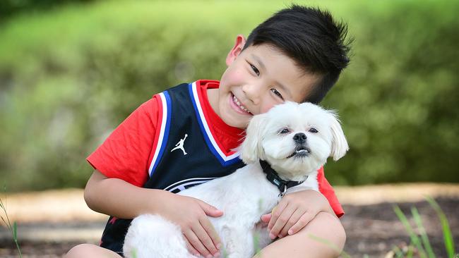 Baymax, a five-year-old Maltese Shih Tzu, has been reunited with his family after being missing for over two years. Chase, 5 with Baymax. Picture: Nicki Connolly