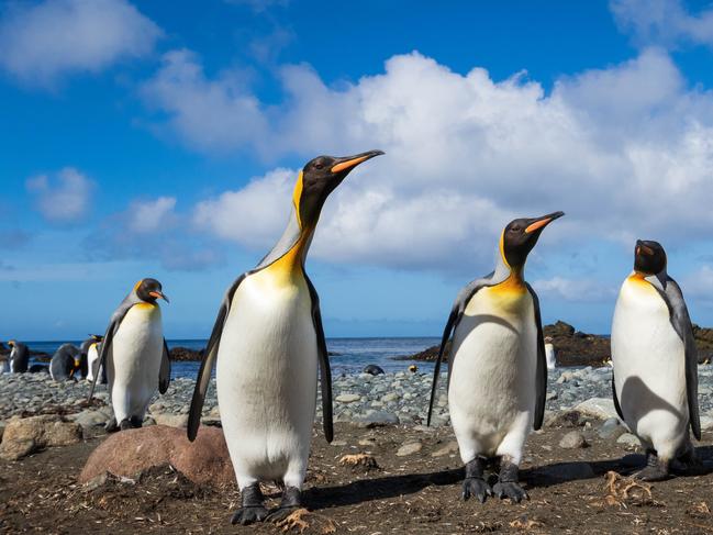 Several King penguins wander on the beach, curious about the human visitors, at Macquarie Island, an Australian Antarctic Territory, on a sunny day.