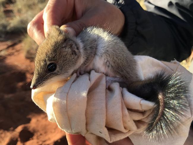 Most people wouldn’t have heard of this little mulgara but Bush Heritage has listed it as a key species we need to protect. Picture: Ayesha Tulloch, University of Sydney