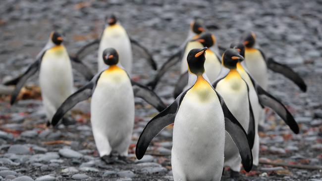 2019 Macquarie Island resupply -  King Penguins at Green Gorge on Macquarie Island - Picture By Ryan Osland/TheAustralian