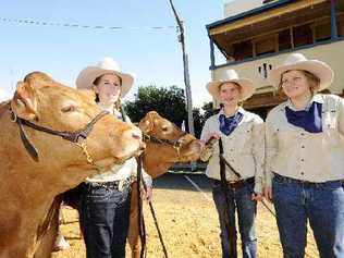 Lots of fun: St Mary’s High School students Kiralee Cahan (left), Alice Warner and Amy Smith with Limousin steers they prepared for Beef Week as part of the school’s new agriculture and primary industries program. . Picture: Doug Eaton