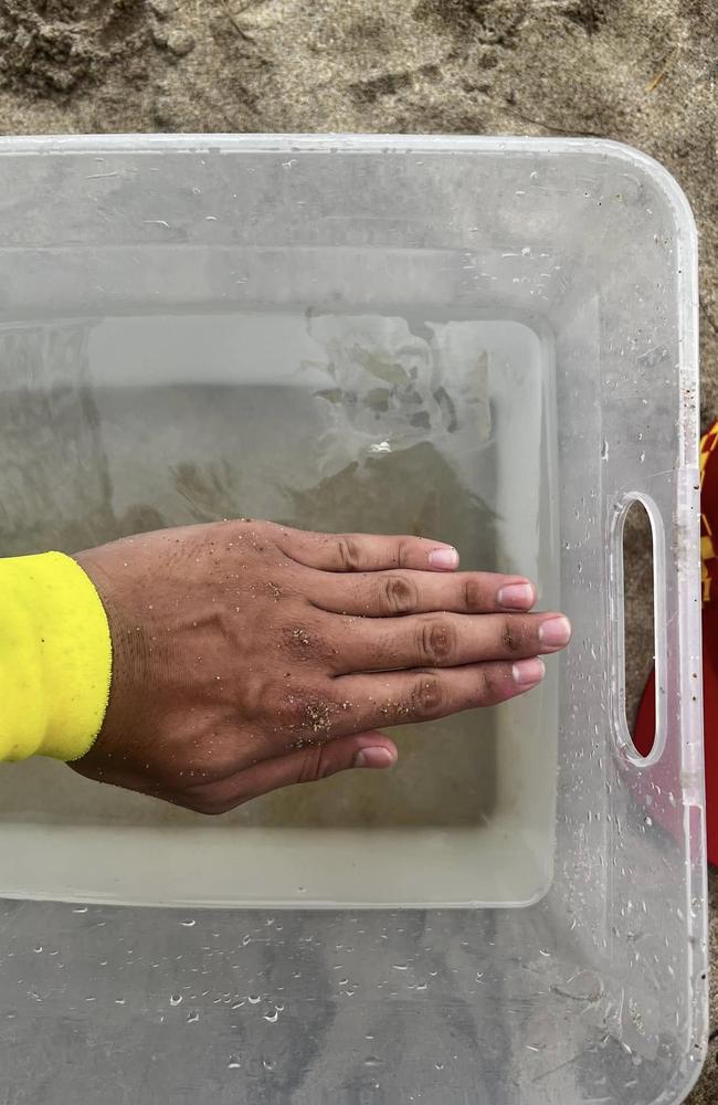 The box jellyfish was the size of an adult’s hand. Photo: Eimeo SLSC