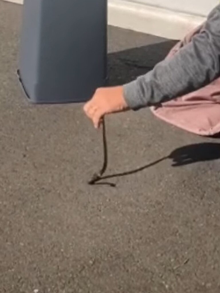 Sean Cade said baby snakes were more dangerous to catch. Picture: Australian Snake Catchers