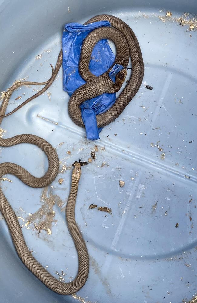 Eastern Brown Snakes in a bucket of potty mix bag at a Goodna home. Picture: N &amp; S Snake Catcher/FB