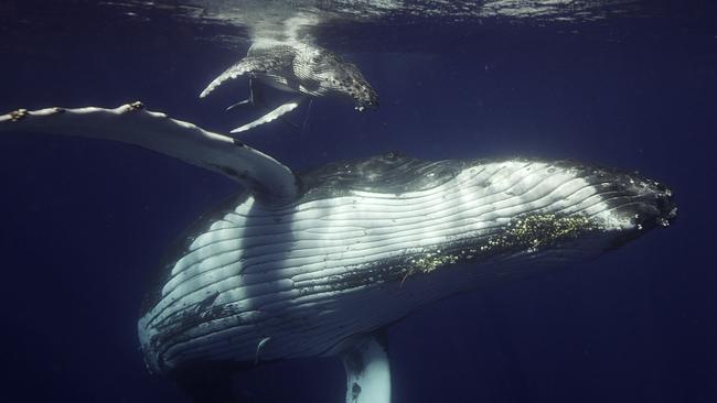 A humpback whale calf and its mother on their southern migration in a scene from the documentary TV series Ocean Odyssey: A Journey Down the East Australian Current. Supplied by ABC-TV.