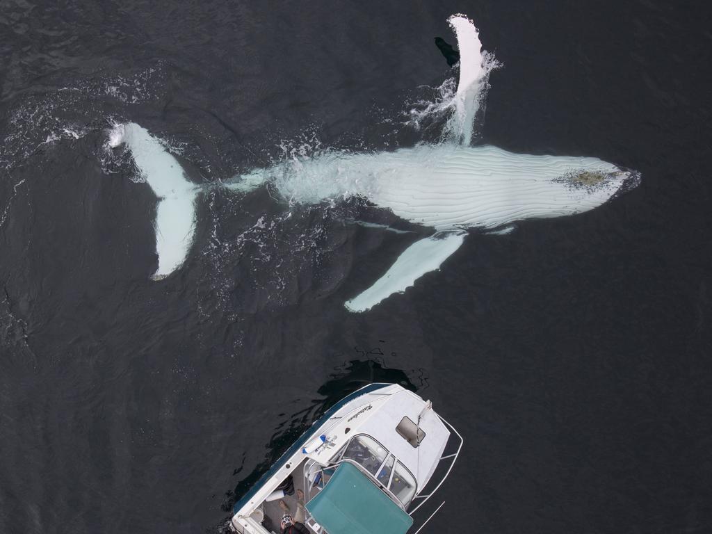 The incredible once-in-a-lifetime encounter was captured on camera by professional nature photographer Craig Parry off the coast of Byron Bay, Australia. Picture: Craig Parry/Barcroft/Getty<br/>                  <br/>