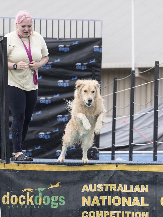 Lauren Toone and Honey compete in dock dogs. Toowoomba Royal Show. Saturday, April 1, 2023. Picture: Nev Madsen.