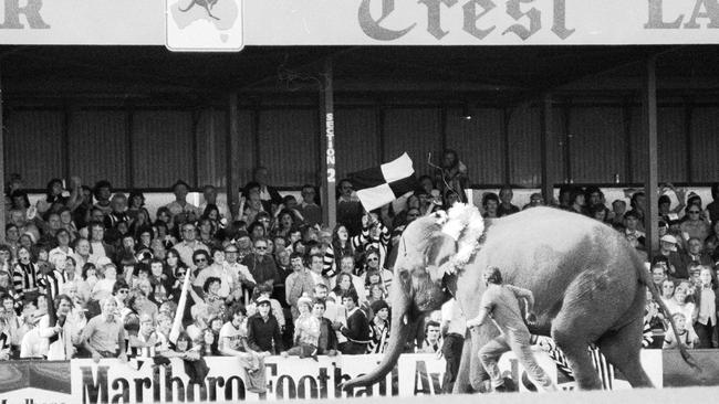 An elephant, spooked by the crowd, takes off around the boundary line at Arden Street.