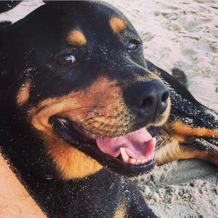 Gold Coast's cutest dogs: Truffle. Submitted by Kerrie Suzanne.