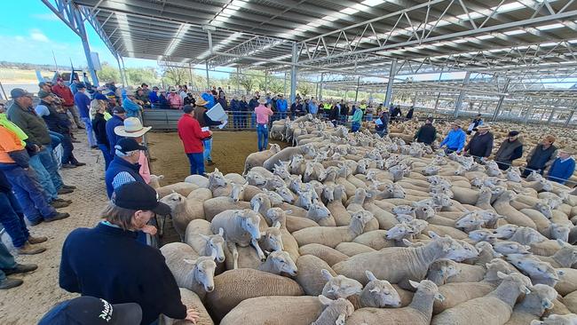 Action from the Corowa sheep sale.