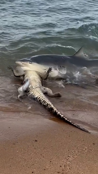 Bull shark drags away crocodile from the shore