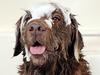 Dirty dog makeover your home needs