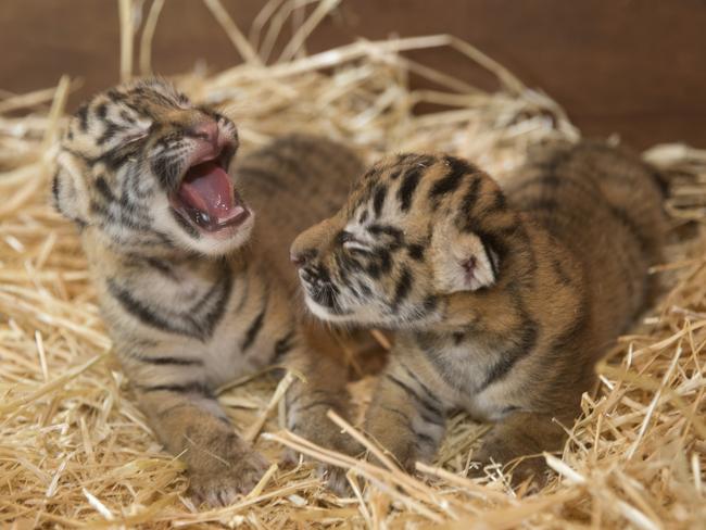 The new tiger cubs in a playful mood at Dreamworld this week.