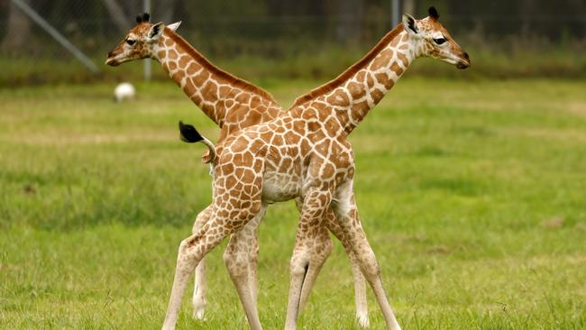 The giraffe calves were born to different mothers – Oni and Tuli. Picture: Jonathan Ng