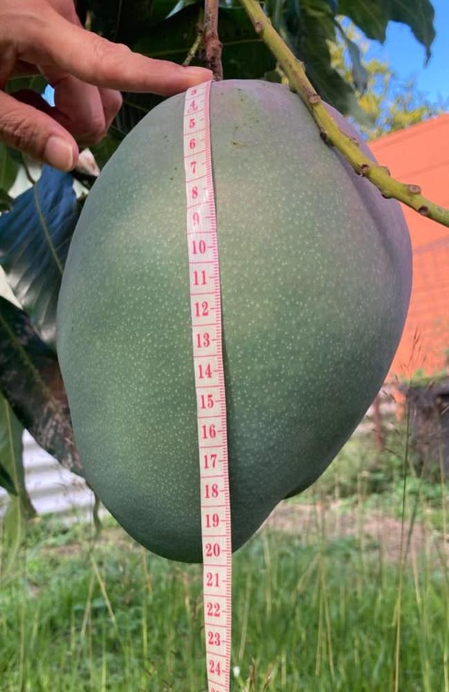 Cairns gardener Adam Cerruti suspects his ’rugby league ball’ sized mango might be one of the largest Bowen mangoes this season.