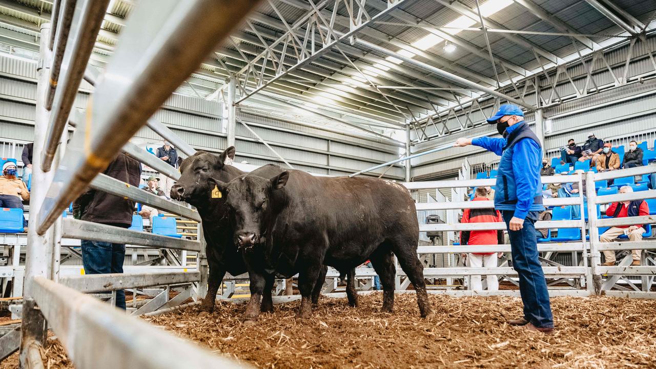 All 31 bulls at the Banquet Bulls spring sale sold. <a href="https://www.weeklytimesnow.com.au/agribusiness/cattle/banquet-spring-bull-sale-2020-recordbreaking-averages-for-stud/news-story/44fac423c4d641955b6beed91611264e" target="_blank">Click here for the full report</a>. Picture: Chloe Smith