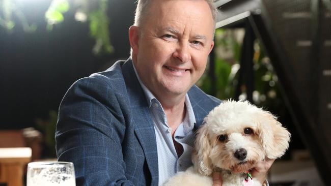 Kicking back with Toto at a brewery in Sydney’s Inner West. Picture: Richard Dobson