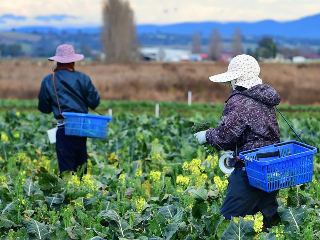 Workers on farms in LindenowMigrant workers on fruit and vegetable farms. Market gardens. Generic farm.Pictured: Agricultural landscape at Lindenow.PICTURE: ZOE PHILLIPS