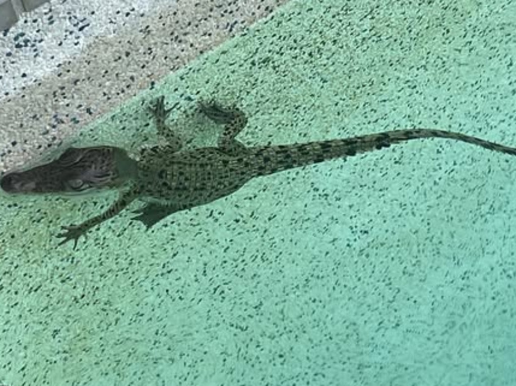 Professor Webb estimated the croc was only a few months’ old. Picture: Facebook