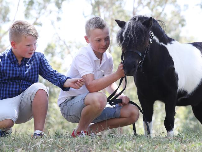 Horse breeder Jackie Long’s grandsons Zayne, 8, and Elijah, 12 with champion miniature horse, Oreo. Picture: David Swift.