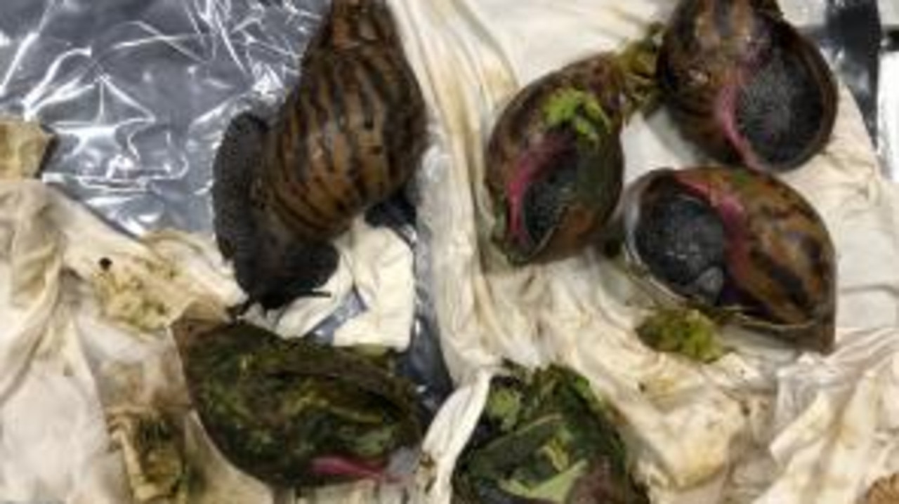 US customs officers found six live giant African land snails in a traveller’s suitcase. Picture: US Customs and Border Protection