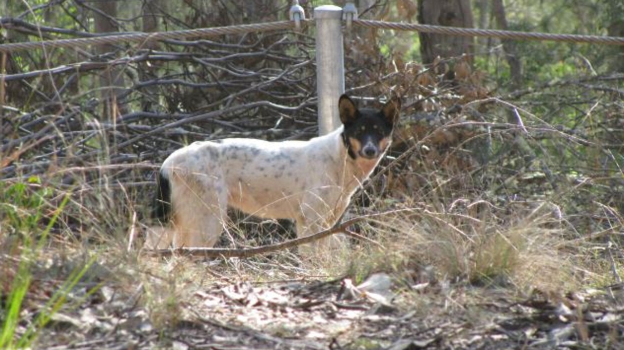 Wild dogs pose serious biosecurity risks, causing livestock losses and endangering native fauna.