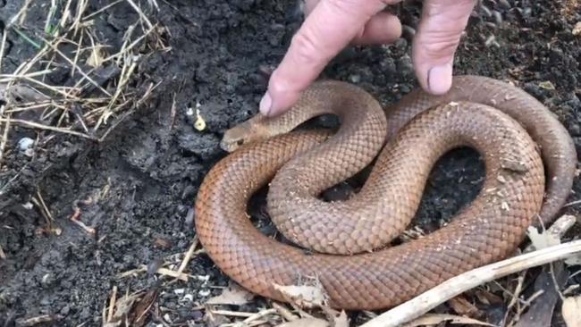 Yeah ... you do not want to do that — professionals only. Picture: Facebook / Snake Catchers Adelaide