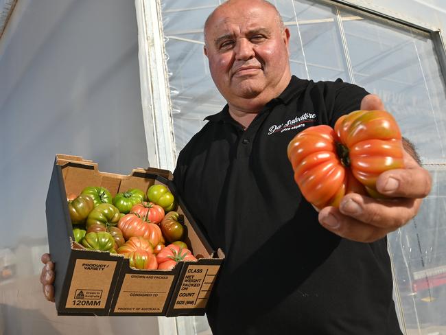 26/9/24. Cafcakis Nominee is critical of how the SA Government is handling the tomato virus outbreak. They're one of 18 farms, who have been waiting for four weeks for results of tests, in the meantime they've been locked out of supplying the NSW market until they can prove they don't have ToBRFV - Grower Tony Sacca.Picture: Keryn Stevens