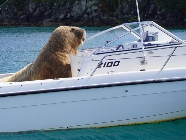 Hilarious moment walrus takes over boat