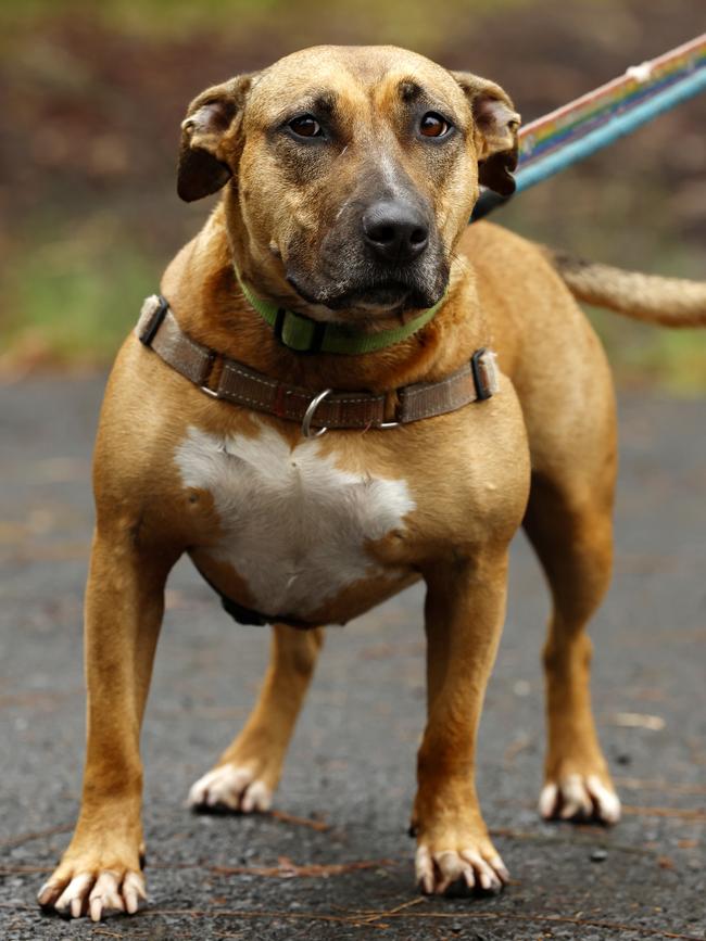 Harlow, American Staffy-cross, in care since 2021, at Doggie Rescue. Picture: Jonathan Ng