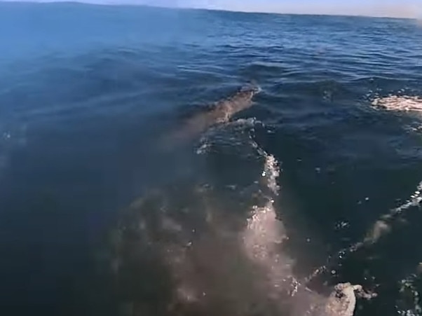 Victorian man Roger Anthony Essig's close encounter with a shark while riding waves at Gunnamatta Beach on the Mornington Peninsula. Picture: Roger Anthony Essig / YouTube