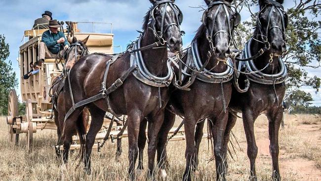 ROLLING ON: Don Ross is bringing his coach and horses to the Cobb and Co Festival. Picture: Contributed