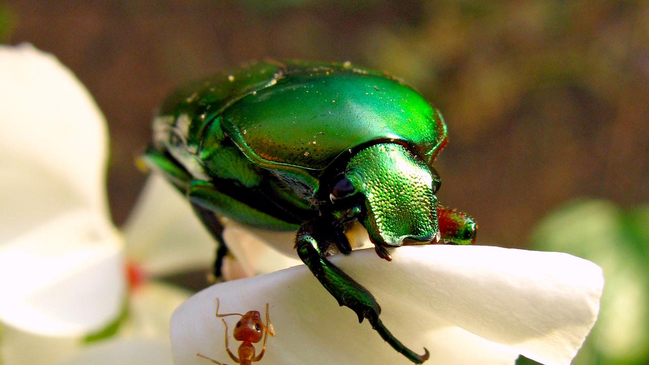 There are 35 species of Christmas beetles. Picture: Emma Long