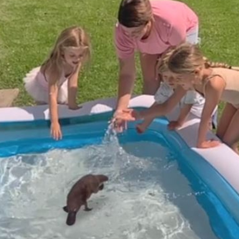 Children pretend to play with an augmented reality platypus in a backyard pool.