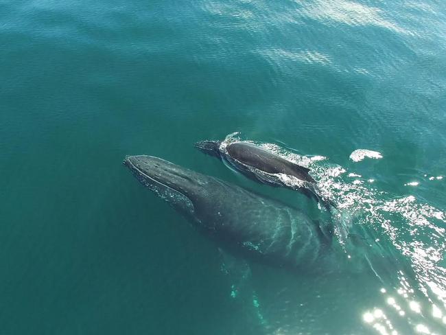 A mother whale and her calf on the Gold Coast on the weekend. Photo: Anthony Ardern/ Whales in Paradise