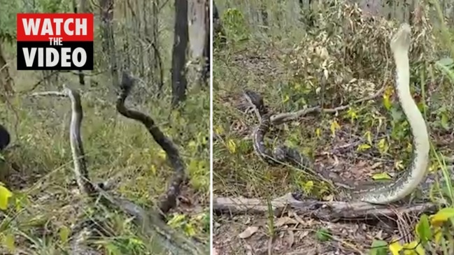 Massive snakes filmed in twisting combat