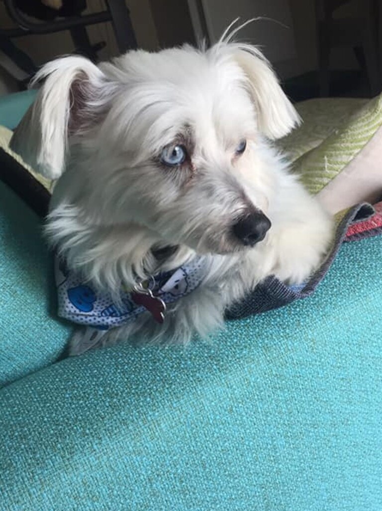 This is my sister’s darling little rescue named Patch. He has the most amazing ice blue eyes that seem to look straight into your soul. He’s a very happy chappy &amp; loves his pats &amp; belly rubs. Picture: Erica MacLeod