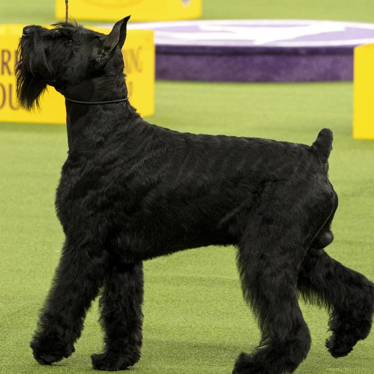 Ty, a Giant Schnauzer, stands with handler Katie Bernardin just before winning the working group during the 142nd Westminster Kennel Club Dog Show, Tuesday, Feb. 13, 2018, at Madison Square Garden in New York. (AP Photo/Craig Ruttle)