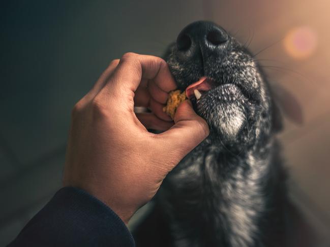 ISTOCK: young australian shepherd dog puppy pet with big eyes eating delicious food given to him by person