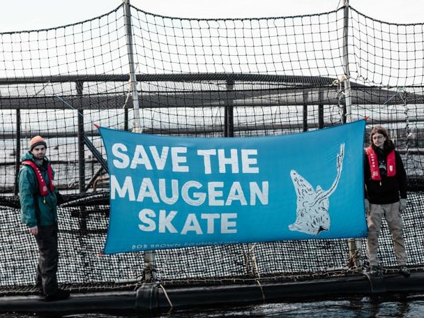 Bob Brown Foundation activists putting a banner up on a salmon pen in Macquarie Harbour. Picture: Supplied.