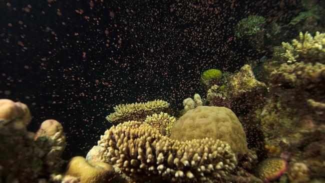 Great Barrier Reefs Underwater Sex Show Of Coral Spawning Expected This Weekend Daily Telegraph