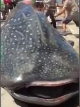 Still breathing ... The whale shark can be seen moving its mouth. Picture: YouTube