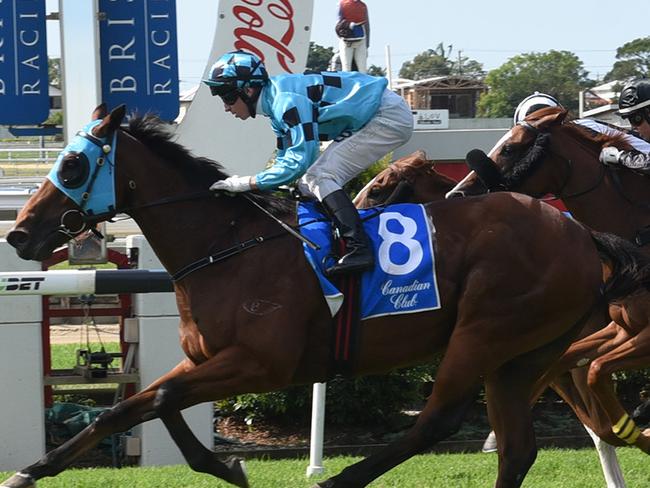 Tan Tat Diamond wins at Doomben. Picture: Trackside Photography