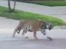 Neighbours called police after the big cat was seen in the suburban area. Picture: @michaelschwab13
