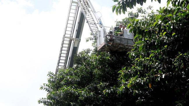 Wildlife Carers FNQ members using a large cherry picker to rescue abandoned baby flying fox pups at council library trees. Picture: Stewart McLean