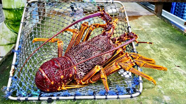 I’ve long been a fan of the circa 1948 Apollo Bay Fishermen’s Co-op. Picture: Kendall Hill.