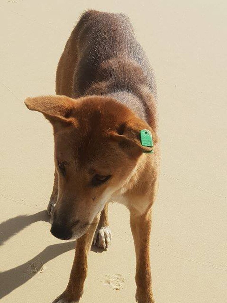 SAD: Green Tag, one of the dingoes that was destroyed on Fraser Island after an attack.