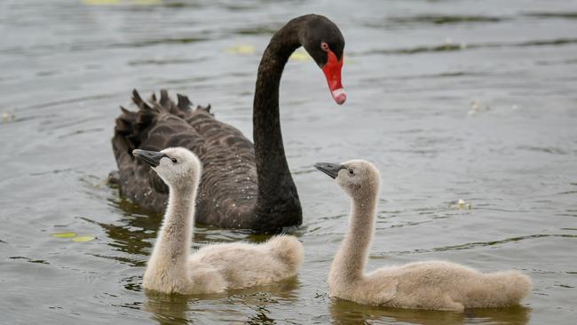 One of the swan parent with the remaining two cygnets. Picture: Lyn Fletcher